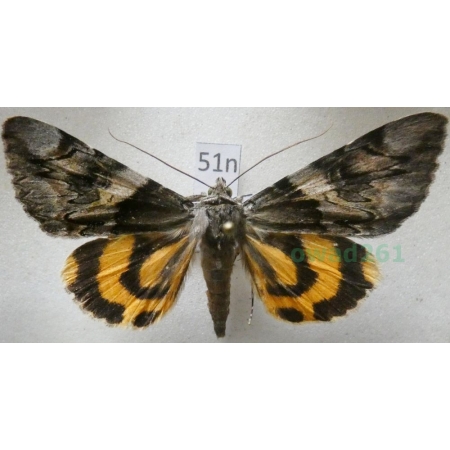 Catocala fulminea (Scopoli, 1763) Wstęgówka śliwica Poland51n